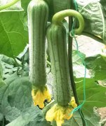 蔬菜種子種植戶客戶點評-這瓜，太美了！太美了！但我這個老菜農(nóng)……唉！