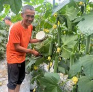 蔬菜種子種植戶客戶點評-干農(nóng)業(yè)，有喜悅嗎？有的，請看！