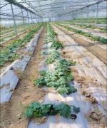 蔬菜種子種植戶(hù)客戶(hù)點(diǎn)評(píng)-三倍體絲瓜到底是斷頭好？還是不斷頭好？看看這位老板的做法……