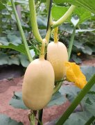 蔬菜種子種植戶(hù)客戶(hù)點(diǎn)評(píng)-瓜菜價(jià)格不好，太卷了！看一位種植大戶(hù)穩(wěn)穩(wěn)賺錢(qián)的經(jīng)驗(yàn)…