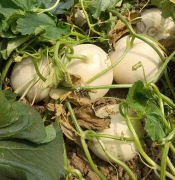 蔬菜種子種植戶(hù)客戶(hù)點(diǎn)評(píng)-我種植的這個(gè)品種，稱(chēng)得上“白馬王子”，與大家分享！