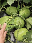 蔬菜種子種植戶(hù)客戶(hù)點(diǎn)評(píng)-瓜商喜歡、消費(fèi)者喜歡，這個(gè)品種就好銷(xiāo)售！